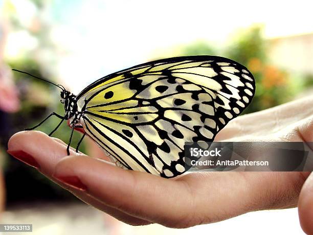 Mariposa A Mano Foto de stock y más banco de imágenes de Ala de animal - Ala de animal, Animal, Animal hembra