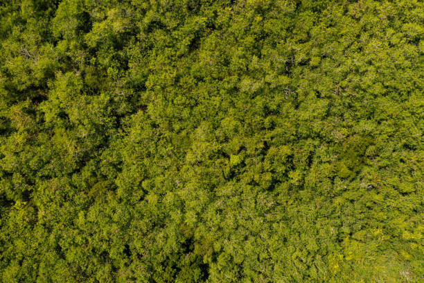 istock Green trees summer forest. Aerial view 1395331150