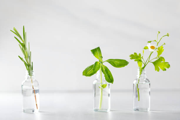 istock Transparent bottles with fresh herbs for aromatherapy 1395331167