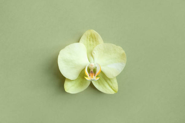 ライトグリーンの背景にシングルイエローランの花、最小限の花柄のフラットレイデザイン、コピースペース - orchid flower single flower green ストックフォトと画像