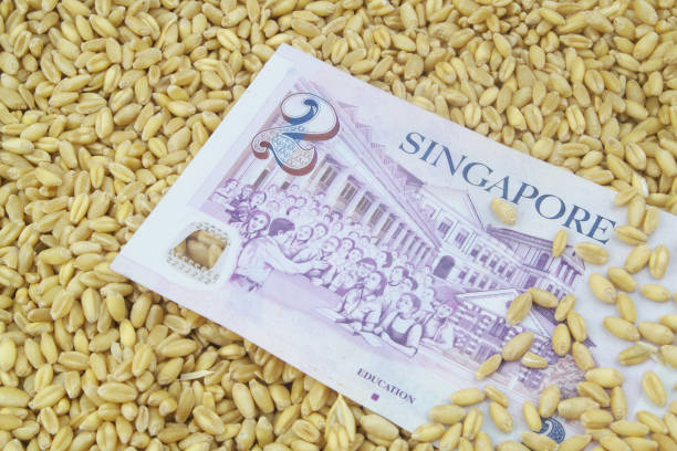 istock Dollars of Singapore on wheat grains background. 1395332799