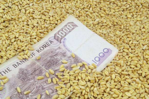 istock Korean money on wheat grains background. 1395332976