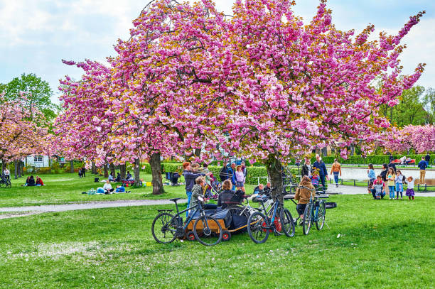 Berlin, Germany - May 1, 2022: Scene in Berlin's Lilienthalpark with young musicians under pink blossoming Japanese cherry trees.