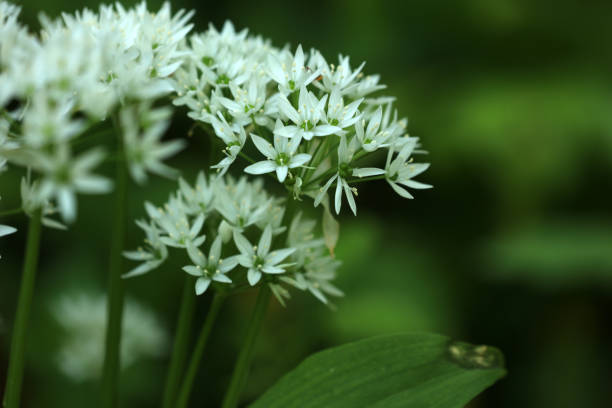 istock Wild garlic in the forest 1395334260