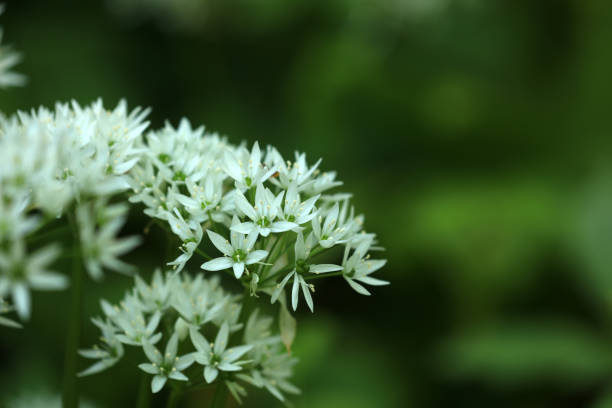 Wild garlic in the forest in spring