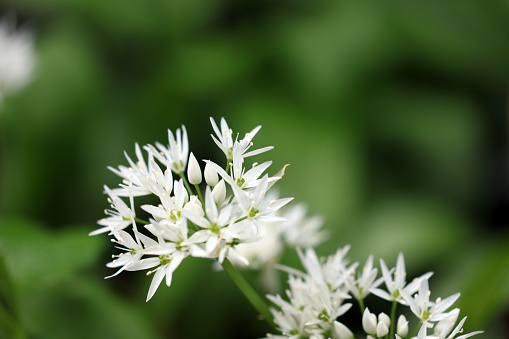 Wild garlic flower with blurred background