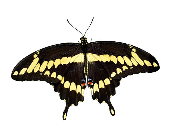 istock Giant Swallowtail butterfly white background 139533456