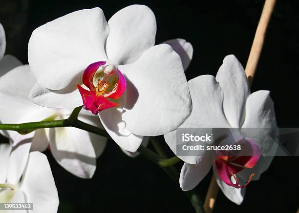 Weiße Orchideen Stockfoto und mehr Bilder von Bedrohte Tierart - Bedrohte Tierart, Bildhintergrund, Blume