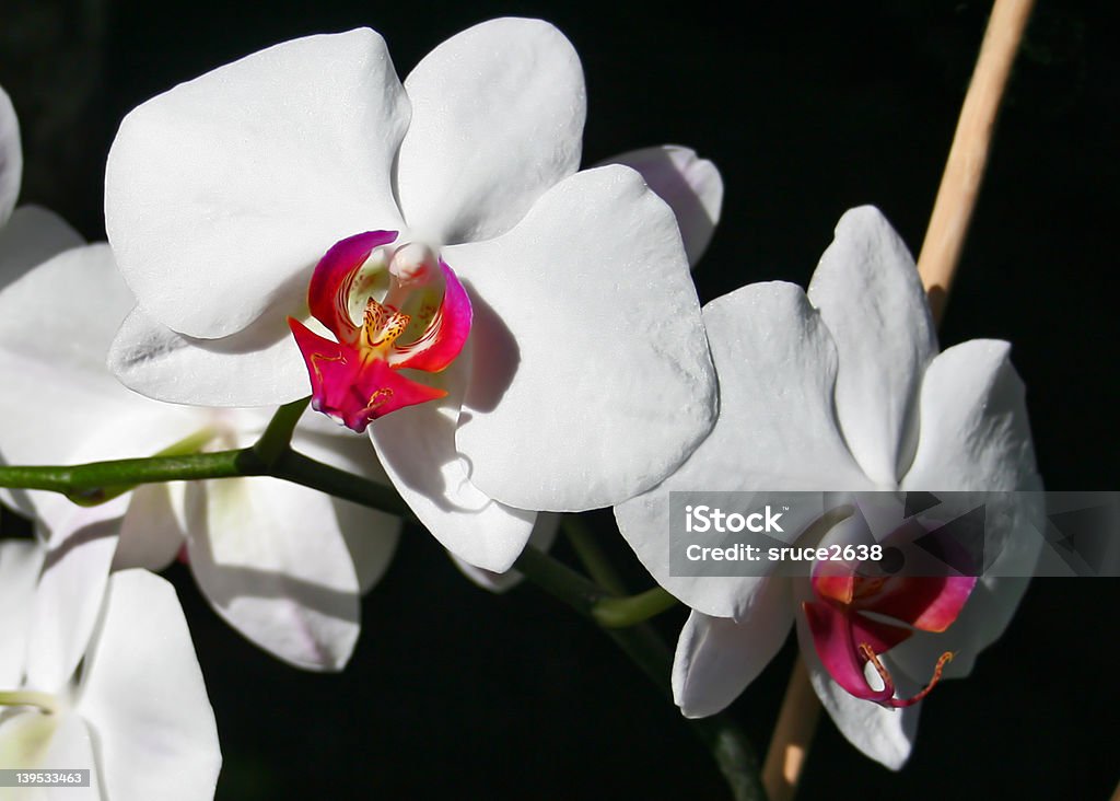 Orchidee bianche - Foto stock royalty-free di Colore nero