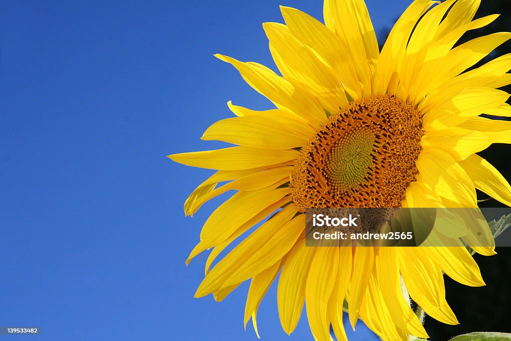 Girassol perfeito - Royalty-free Amarelo Foto de stock