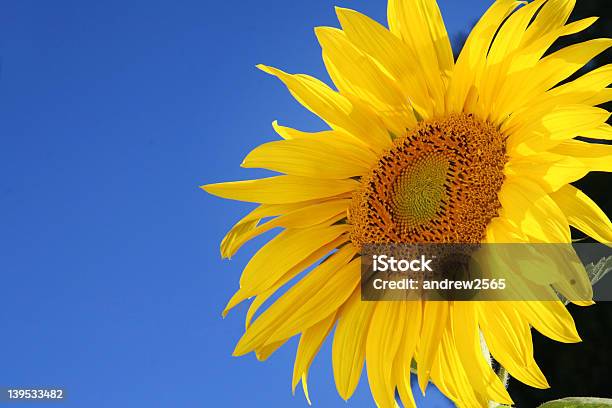 Girassol Perfeito - Fotografias de stock e mais imagens de Amarelo - Amarelo, Beleza, Céu
