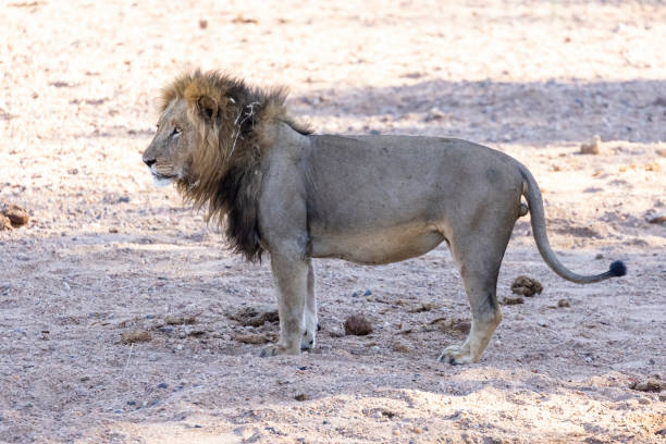 istock Large male lion in dry river bed 1395334866