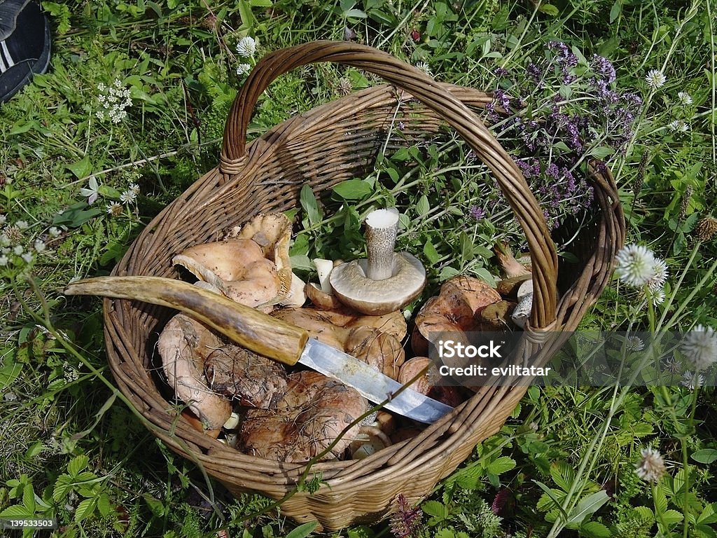 Cogumelos - Foto de stock de Acender royalty-free