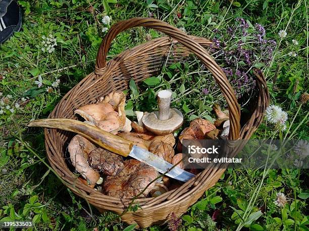 Foto de Cogumelos e mais fotos de stock de Acender - Acender, Cesto, Cogumelo - Fungo