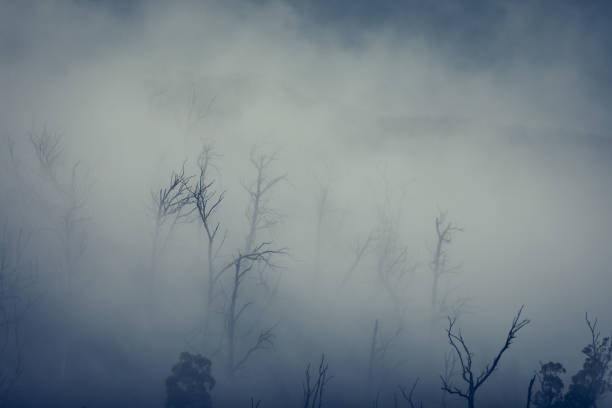 landscape with fields and a tree in the fog