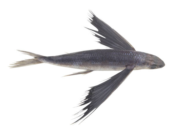 istock Tropical flying fish isolated on white background 1395335234