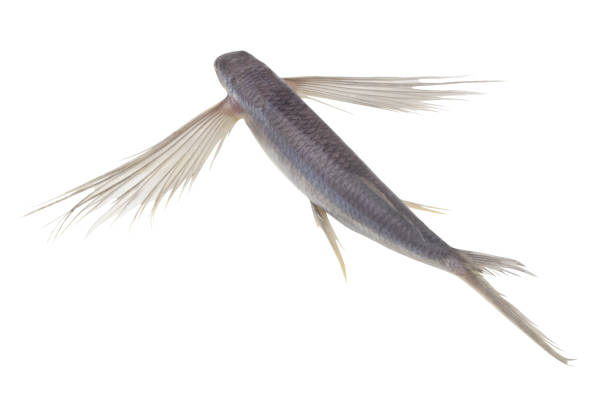 istock Tropical flying fish isolated on white background 1395335236