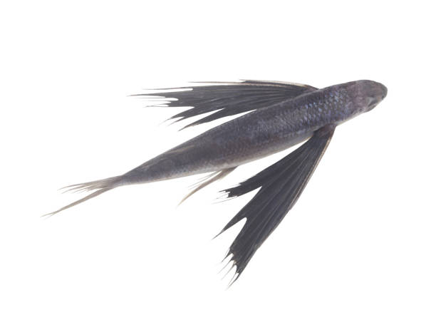 istock Tropical flying fish isolated on white background 1395335276
