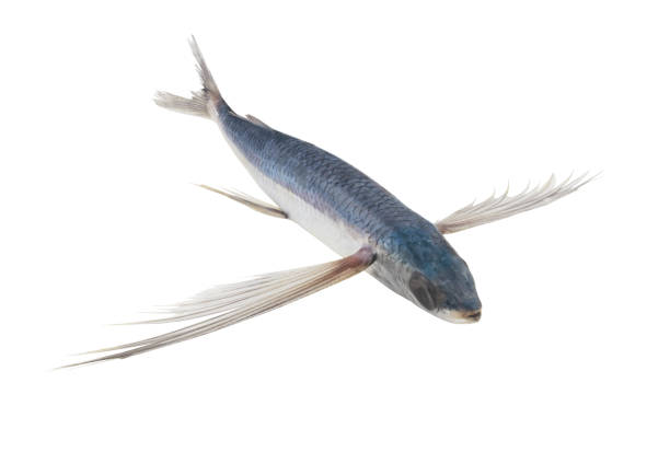 istock Tropical flying fish isolated on white background 1395335288