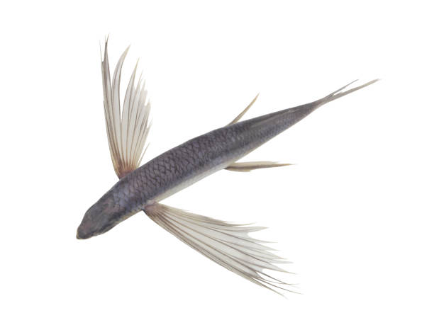 istock Tropical flying fish isolated on white background 1395335290