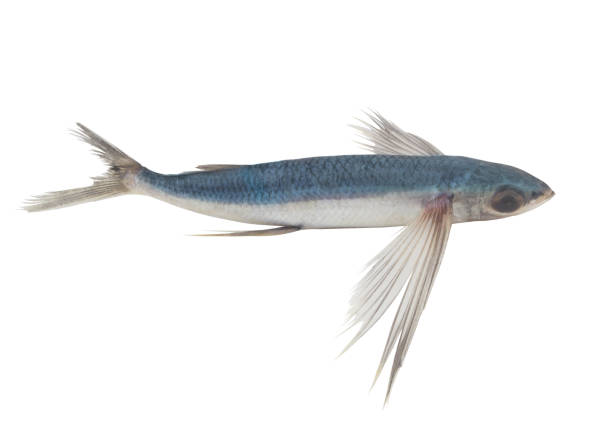 istock Tropical flying fish isolated on white background 1395335291