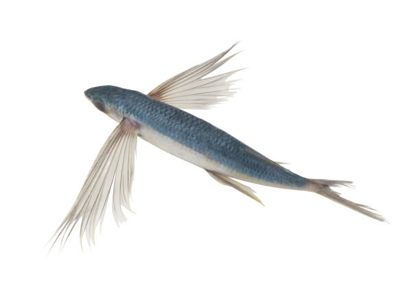istock Tropical flying fish isolated on white background 1395335296