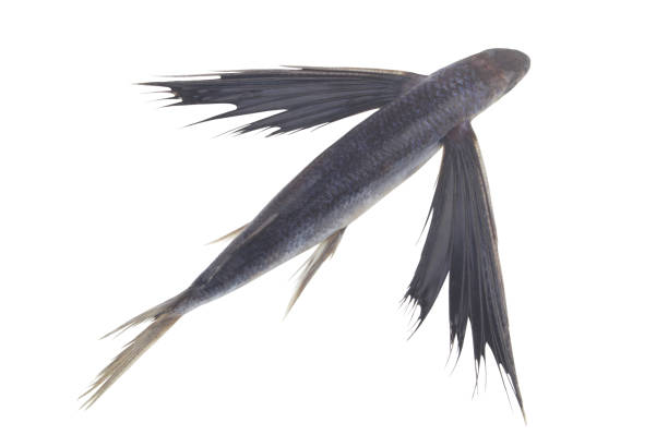 istock Tropical flying fish isolated on white background 1395335330