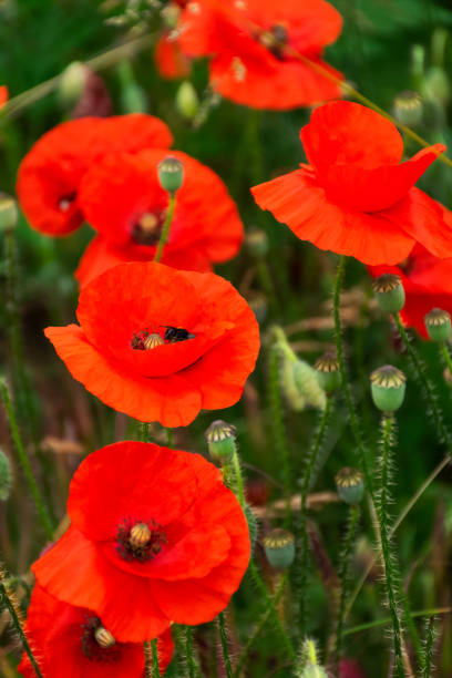 istock close up of red corn poppy 1395335397