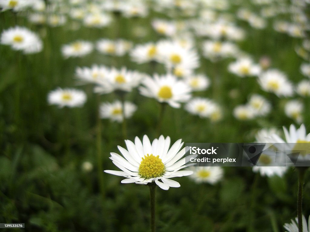 白い花 - デイジーのロイヤリティフリーストックフォト