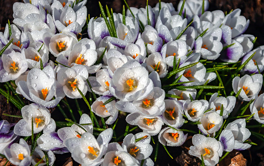 Beautiful white crocus flowers close up. The first flowers that appear in the spring, after the snow melts.