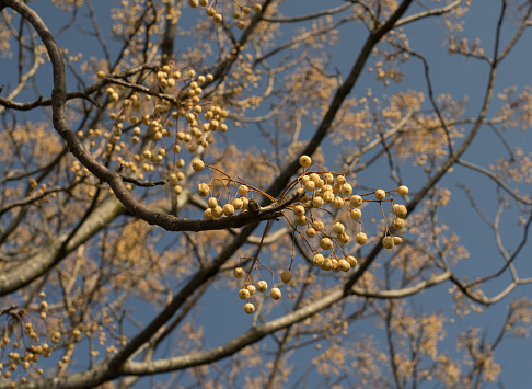 Fruits on the branches of the paradise tree in winter, melia azedarach