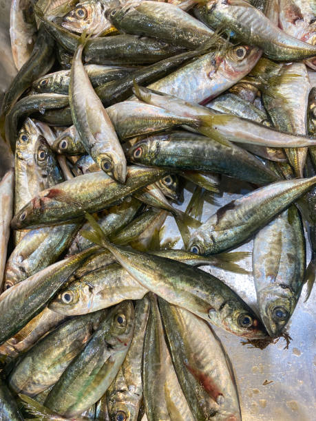 istock Natural background of horse mackerel fish 1395336397