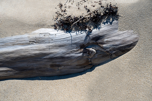 A piece of driftwood on a sandy beach.