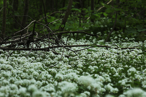Wild garlic in the forest in spring