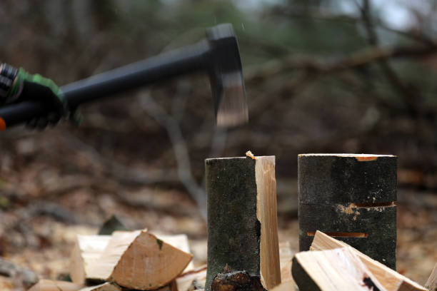 istock Lumberjack cuts and saws trees in the forest 1395336805