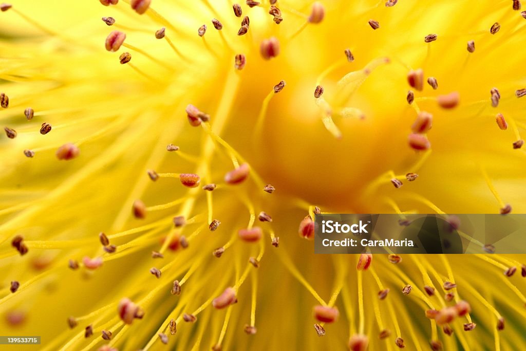 flower abstract extreme closeup heart of the wildflower Hypericum perforatum. St. John's Wort Stock Photo