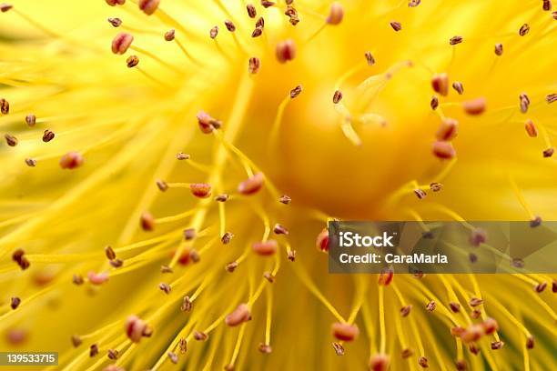 Flower Abstract Stock Photo - Download Image Now - St. John's Wort, Macrophotography, Abstract