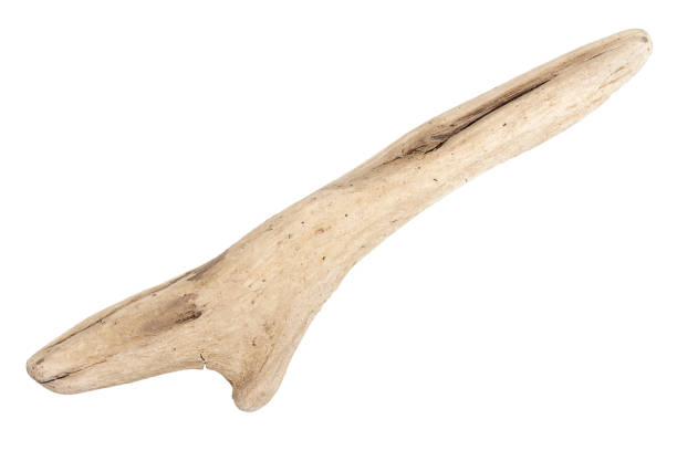 istock Piece of driftwood isolated on white 1395337876