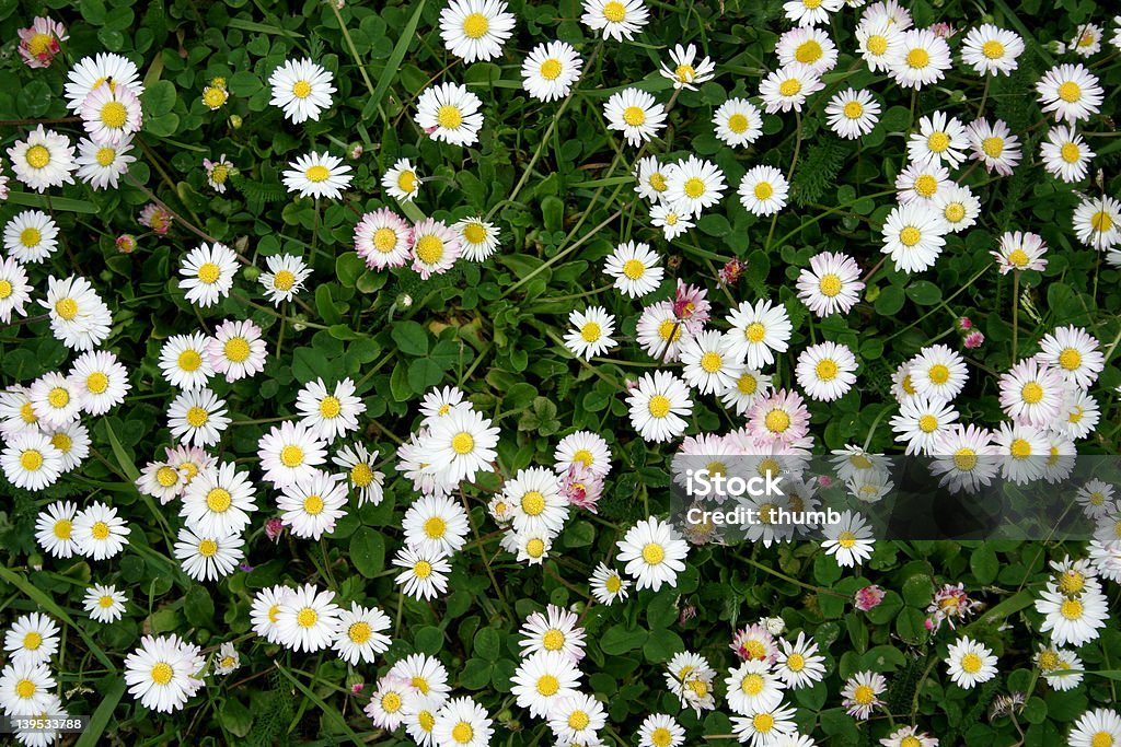 meadow meadow, see also: Abundance Stock Photo