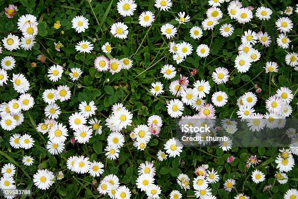 Meadow Stock Photo - Download Image Now - Abundance, Agricultural Field, Backgrounds