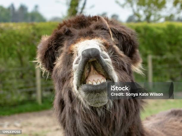 微笑むロバが歯を見せる。 - ストックフォト・写真素材...