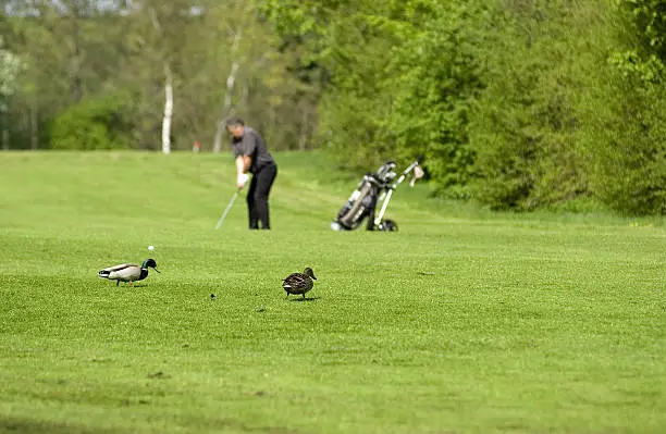 two ducks walking on the golfcourse