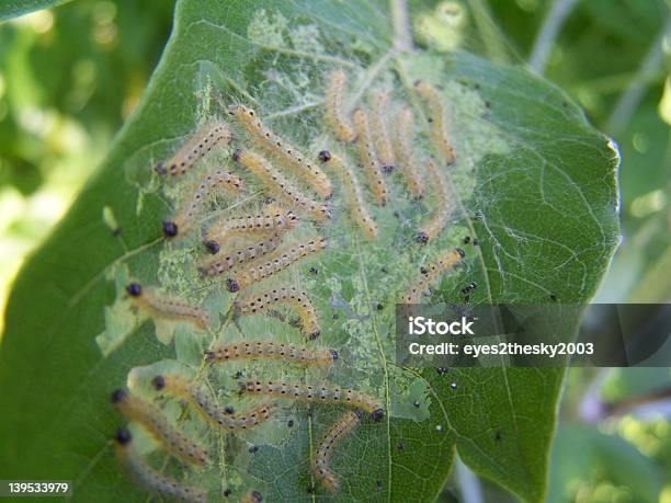 Foto de Caterpillars e mais fotos de stock de Engatinhar - Engatinhar, Folha, Fotografia - Imagem