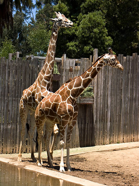 Pair of Giraffes