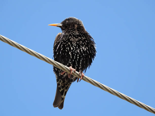 istock starling bird sitting on the electrical wire 1395340081