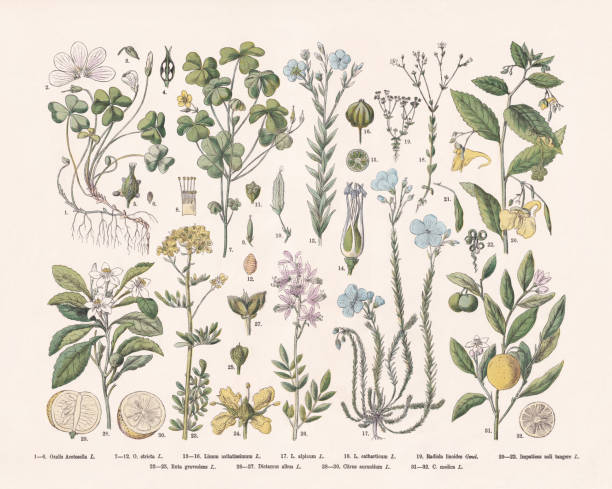 illustrazioni stock, clip art, cartoni animati e icone di tendenza di piante da fiore (rosids), incisione su legno colorata a mano, pubblicata nel 1887 - clover field blue crop