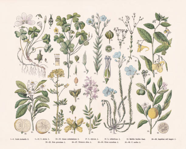 Flowering plants (Rosids), hand-colored wood engraving, published in 1887 Flowering plants (Rosids): 1-6) Wood sorrel (Oxalis acetosella); 7-12) Yellow woodsorrel (Oxalis stricta); 13-16) linseed, or flax (Linum usitatissimum); 17) Alpine flax, or mountain flax (Linum alpinum); 18) Purging flax, or fairy flax (Linum catharticum); 19) Allseed flax (Radiola linoides); 20-22) Touch-me-not balsam (Impatiens noli-tangere); 23-25) Rue (Ruta graveolens); 26-27) Burning bush (Dictamnus albus); 28-30) Bitter orange (Citrus × aurantium); 31-32) Citron (Citrus medica). Hand-colored wood engraving, published in 1887. oxalis acetosella flowers stock illustrations