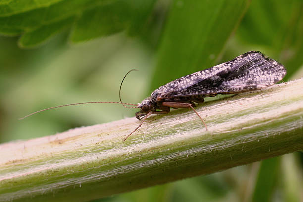 istock Adult Sedge Fly 139534017