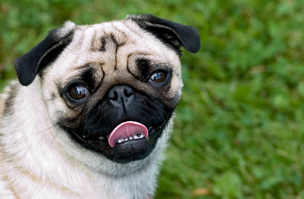 istock Ugly Pug with his Tongue Out 139534025