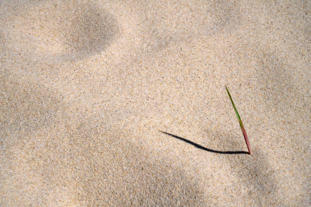 Cape Cod in springtime close up view of a sprout on Head of the Meadow beach